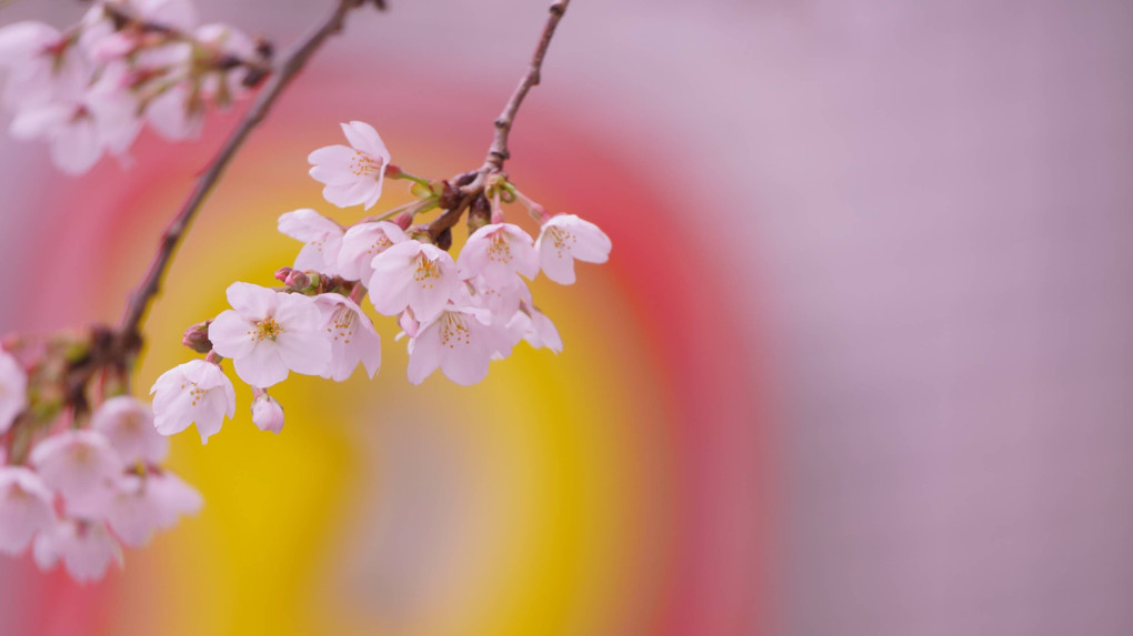 モデル　桜