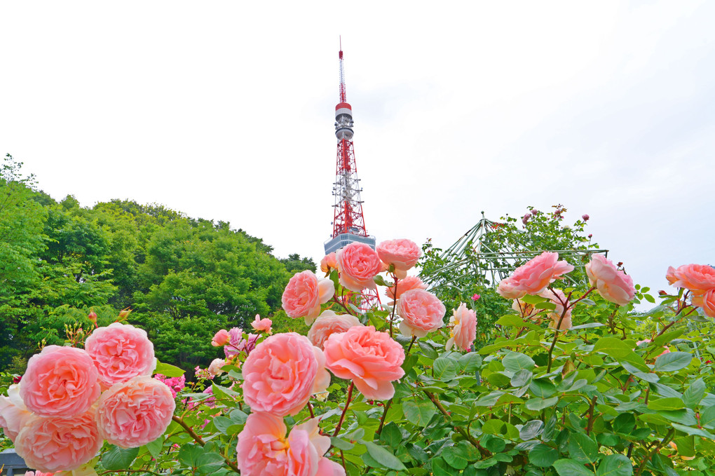 薔薇と東京タワー②