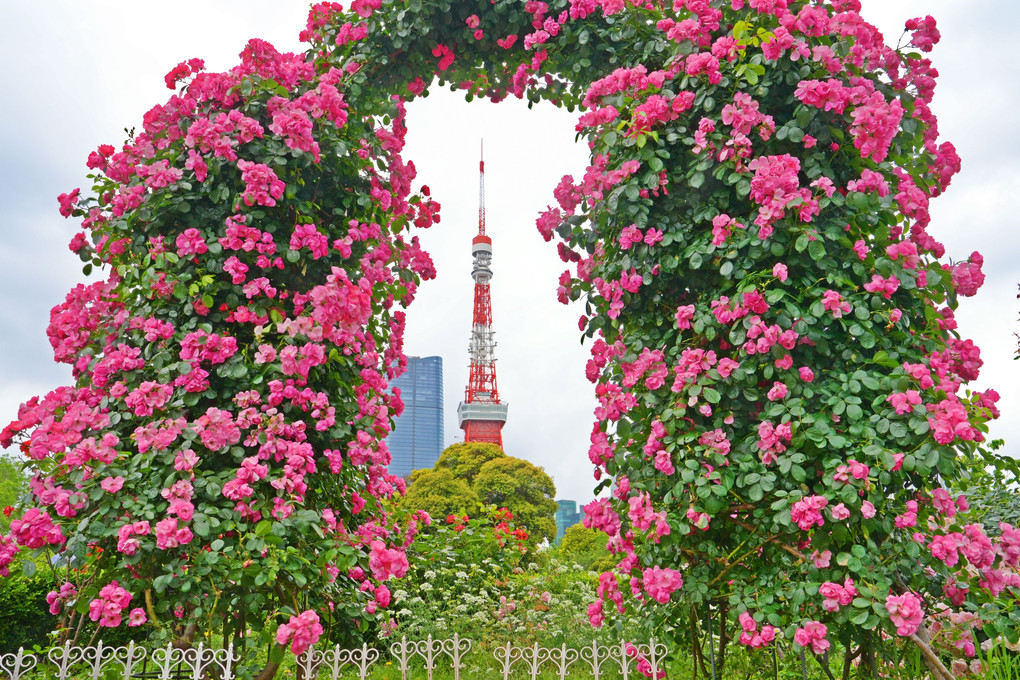 薔薇と東京タワー②