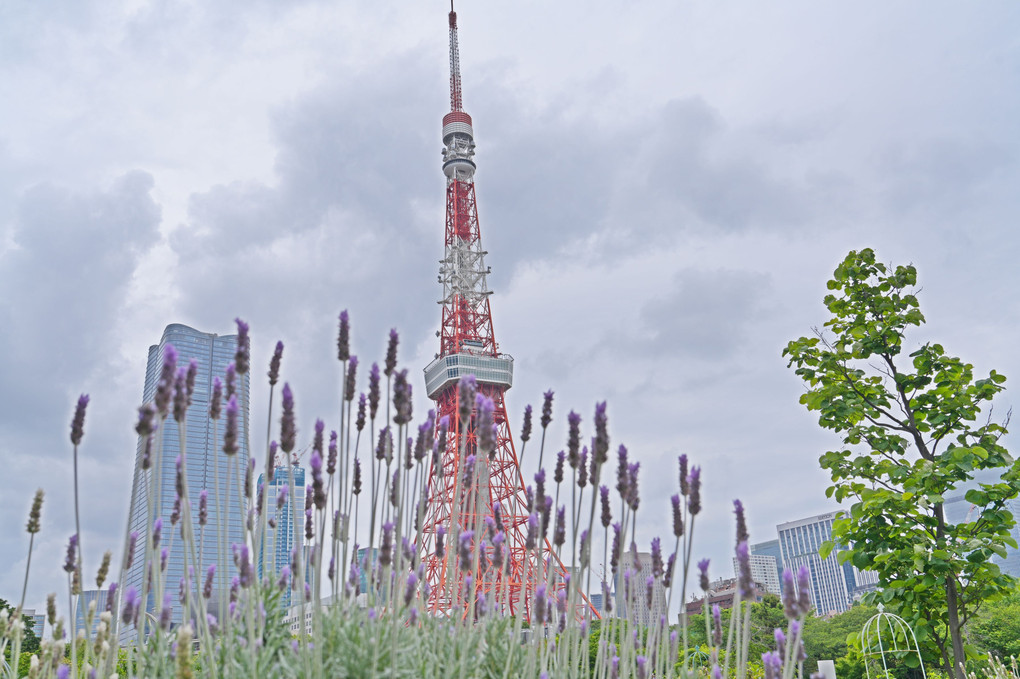 薔薇と東京タワー②