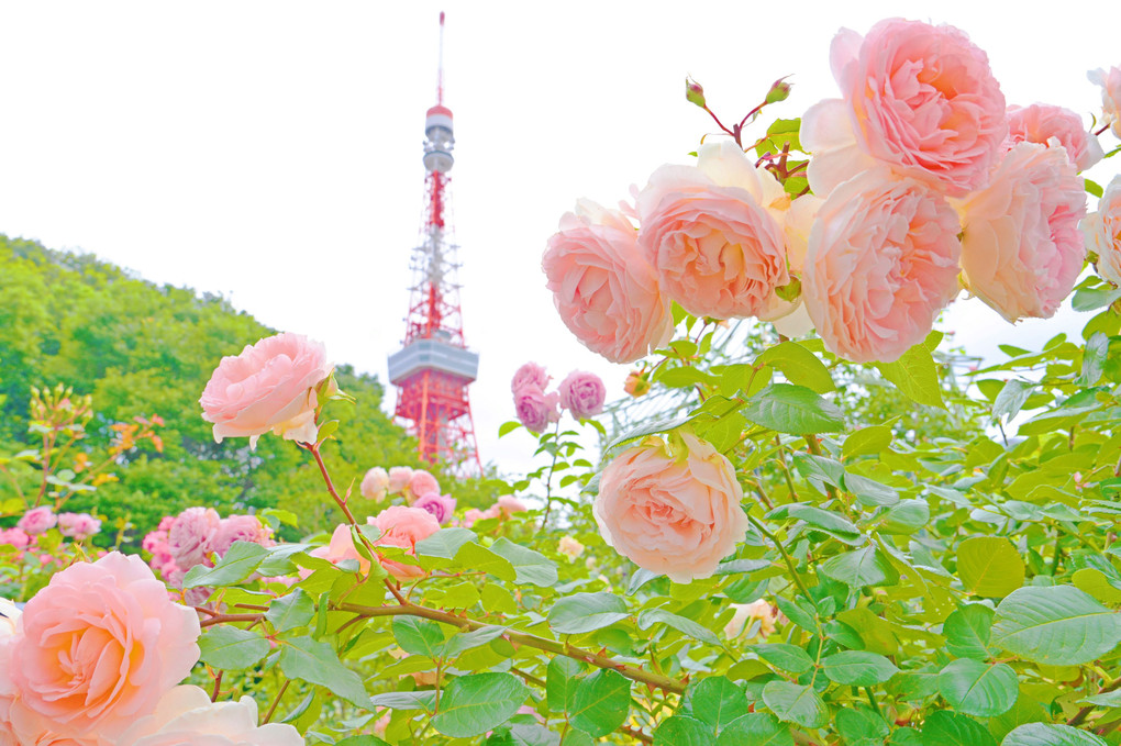 薔薇と東京タワー②