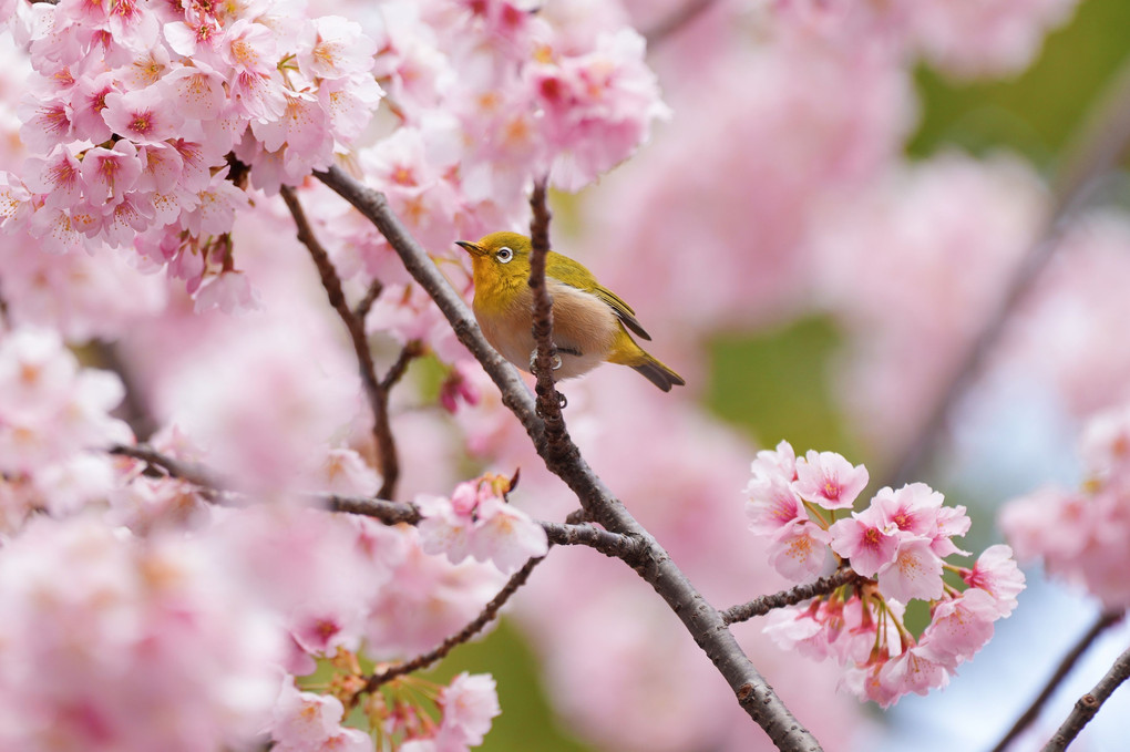 春が来たと　喜ぶ鳥
