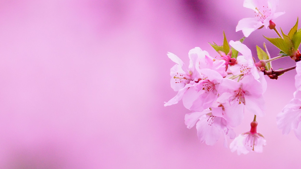 講師と行く　桜色を撮る＠新宿の公園編