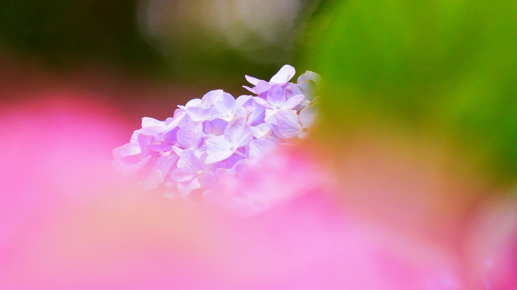 レイイボー紫陽花　（アジサイ　あじさい）