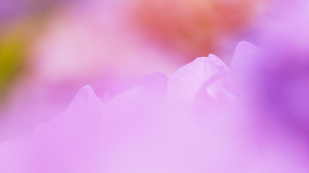 レイイボー紫陽花　（アジサイ　あじさい）