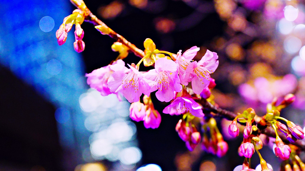 夜桜とスカイツリー