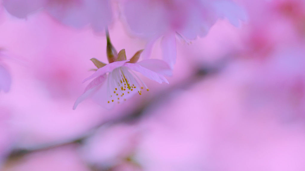 今日も河津桜に会いに