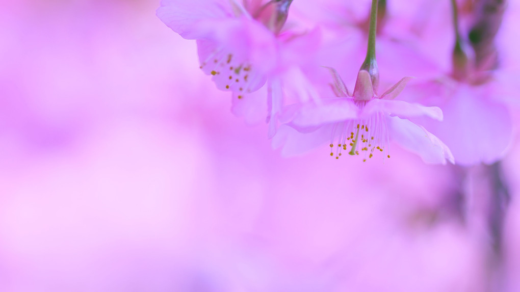 今日も河津桜に会いに