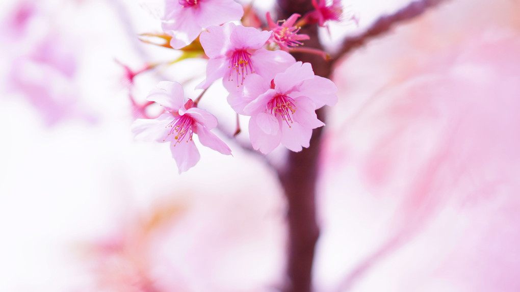 モデル　「桜」