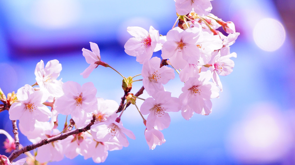 今日のモデル＝桜は、良かった