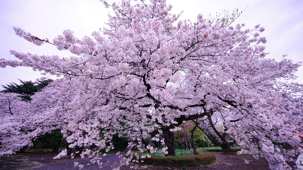 <スペシャルイベント>桜色を撮る＠新宿の公園編
