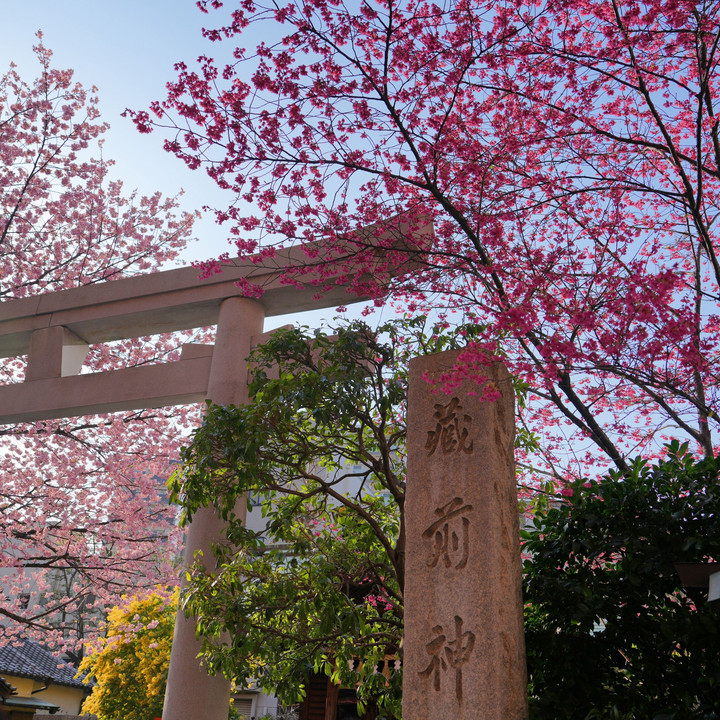 蔵前神社　ミモザと蔵前桜