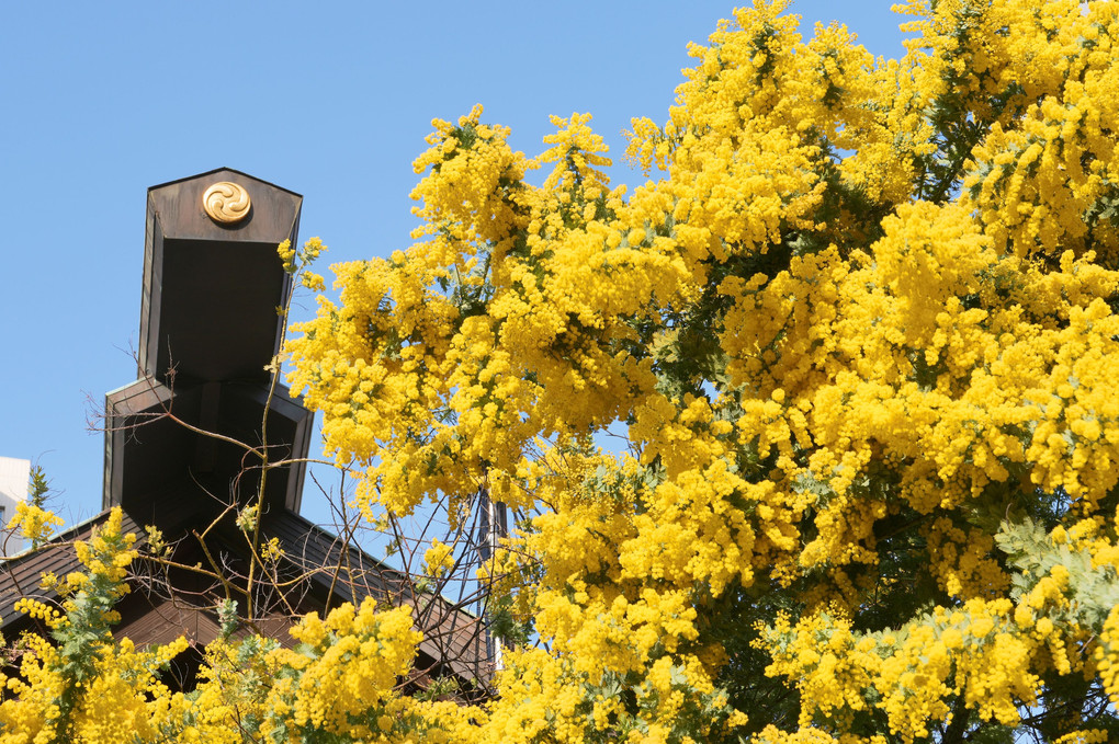 蔵前神社　ミモザと蔵前桜