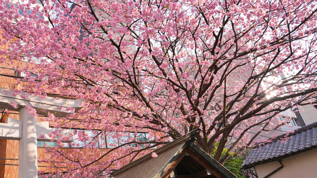 蔵前神社　ミモザと蔵前桜