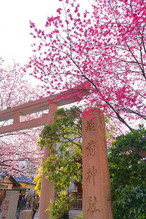 蔵前神社　ミモザと蔵前桜　#壁紙2023#