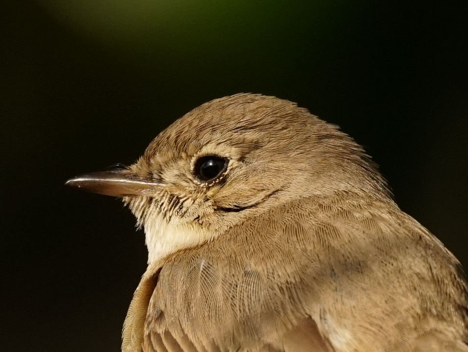 野鳥：オジロビタキ　超トリミング