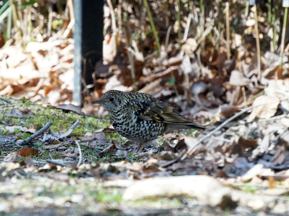 野鳥：トラツグミ　久々です