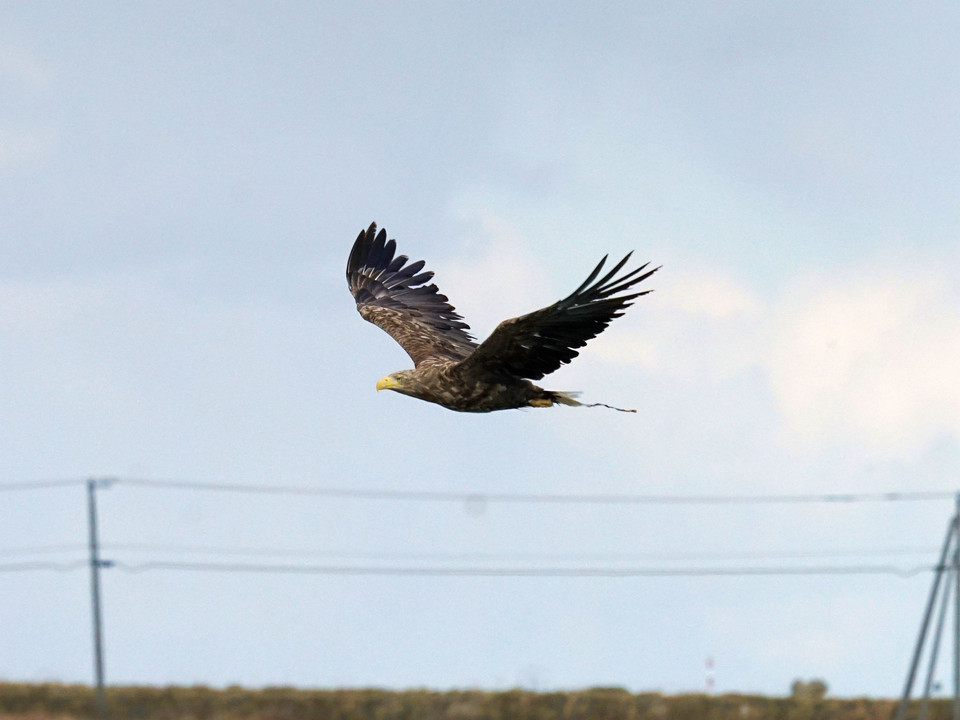 野鳥：オジロワシ　北海道シリーズ