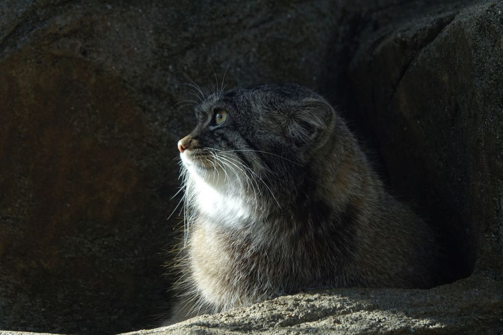 動物：マヌルネコ　東京シリーズ