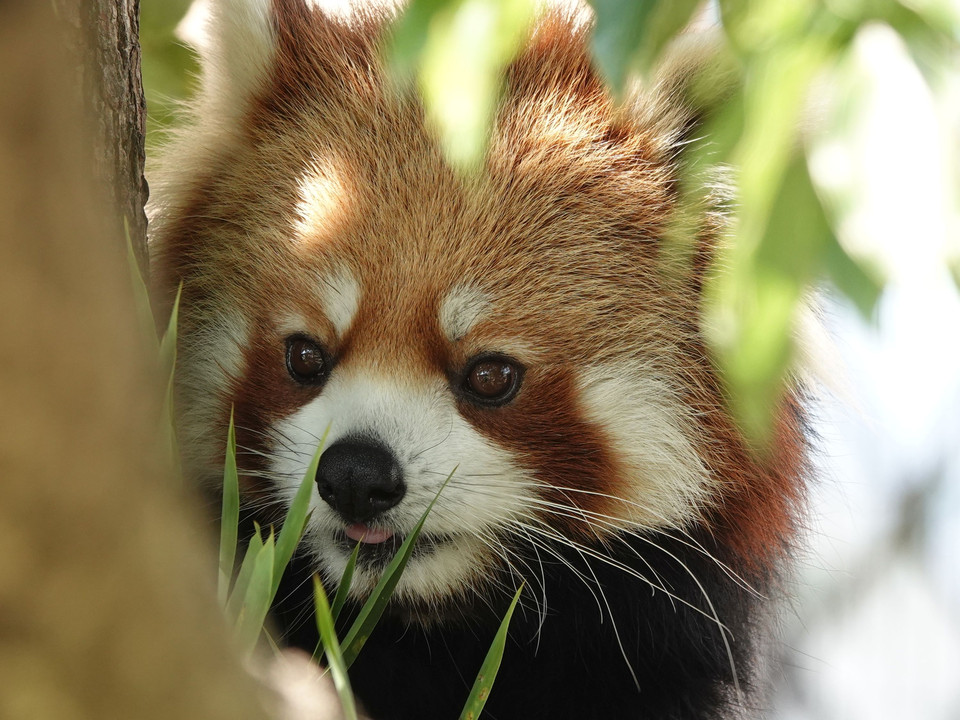 動物：レッサーパンダ　京都動物園シリーズ