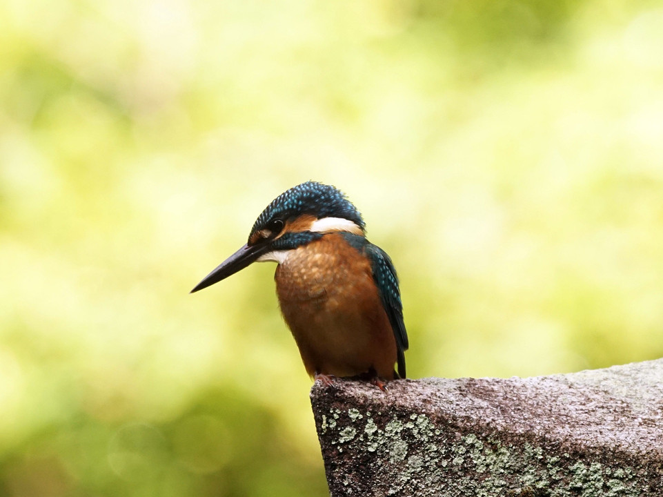 野鳥：カワセミ　on灯篭