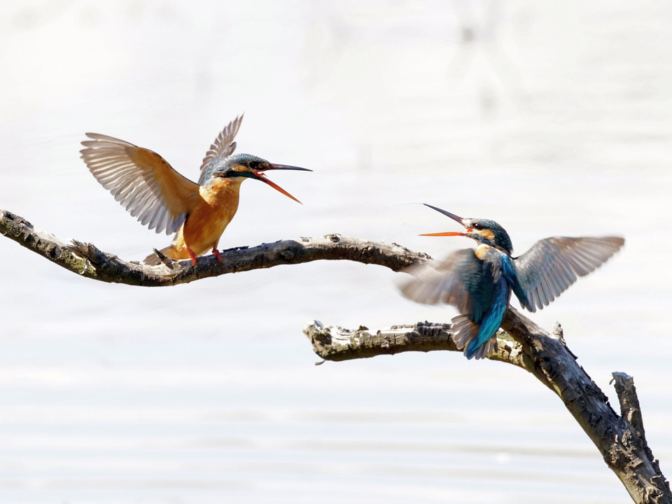 野鳥：カワセミ　バトル　東京シリーズ