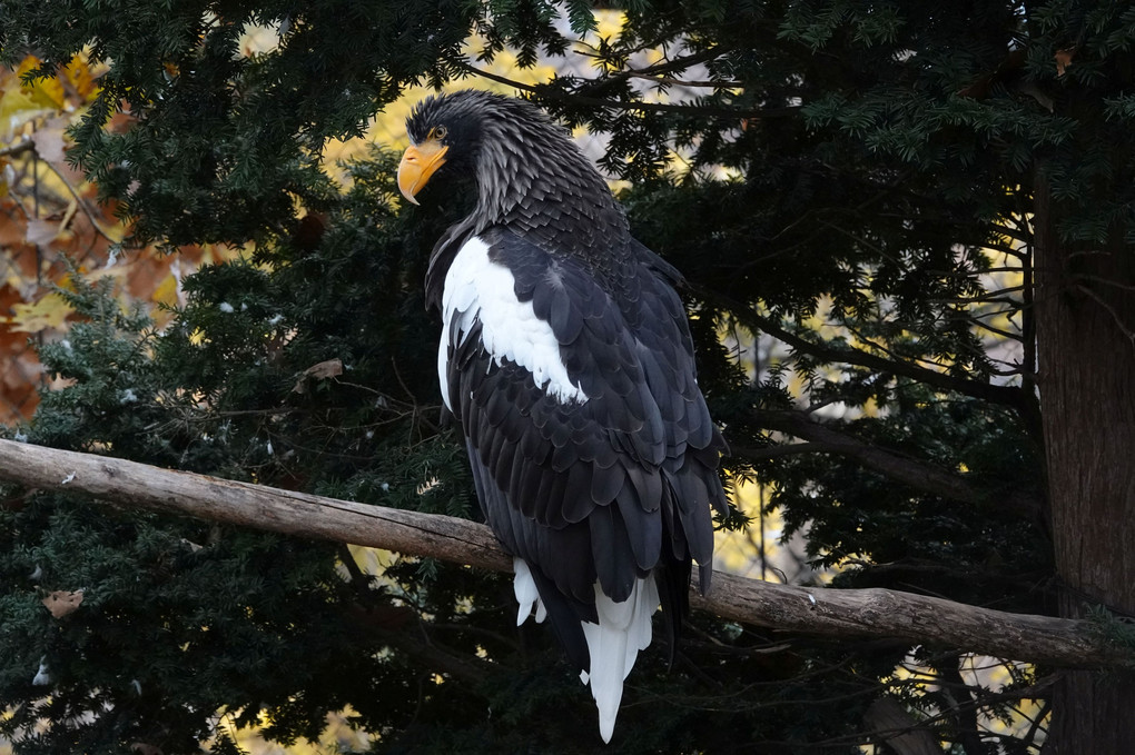 野鳥：オオワシ　旭山動物園