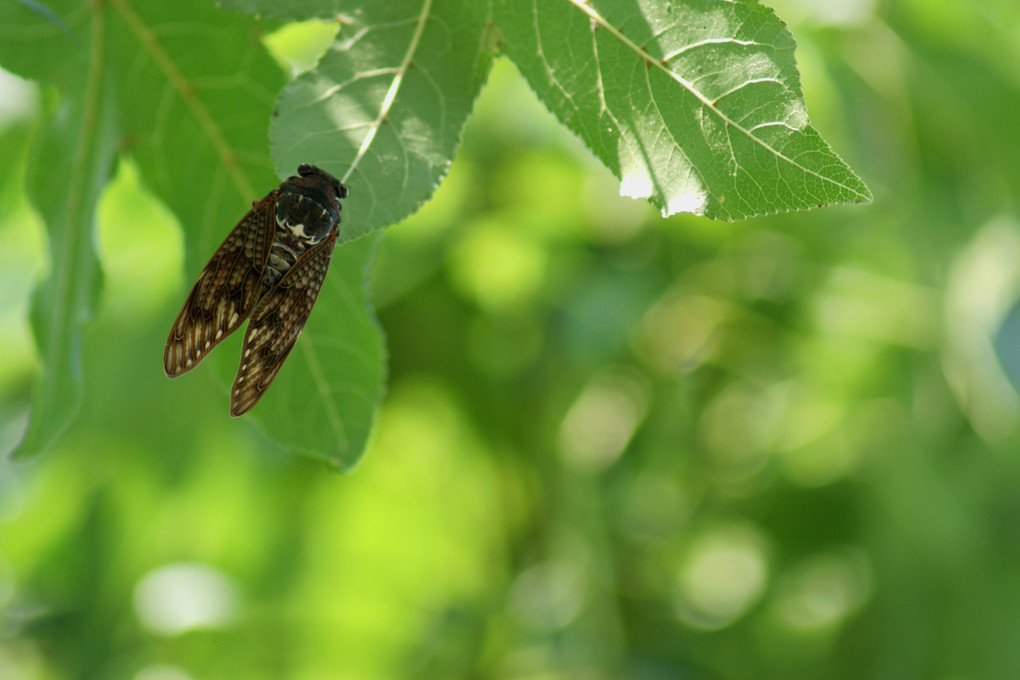 A cicada perches on a leaf
