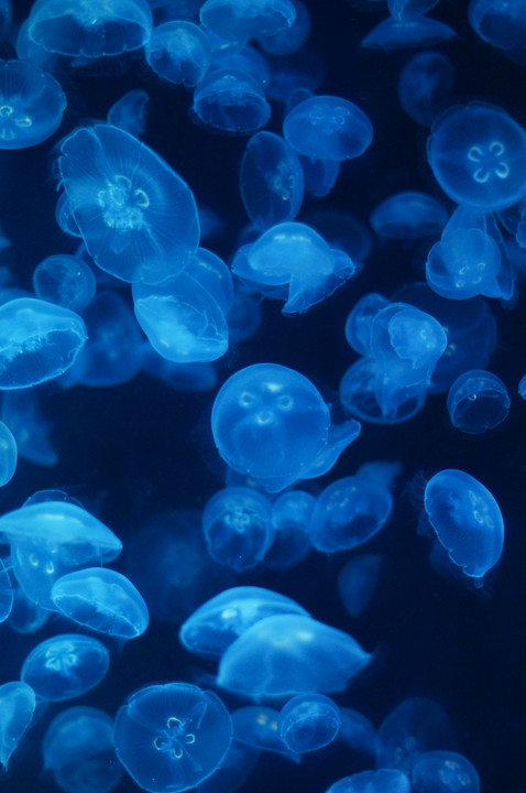 jellyfishes