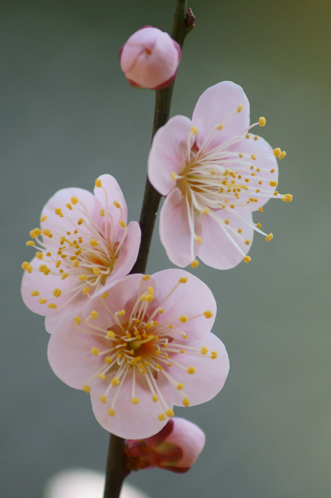 梅の花（ピンク）