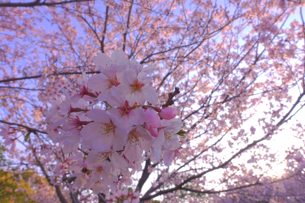 桜からのバトン
