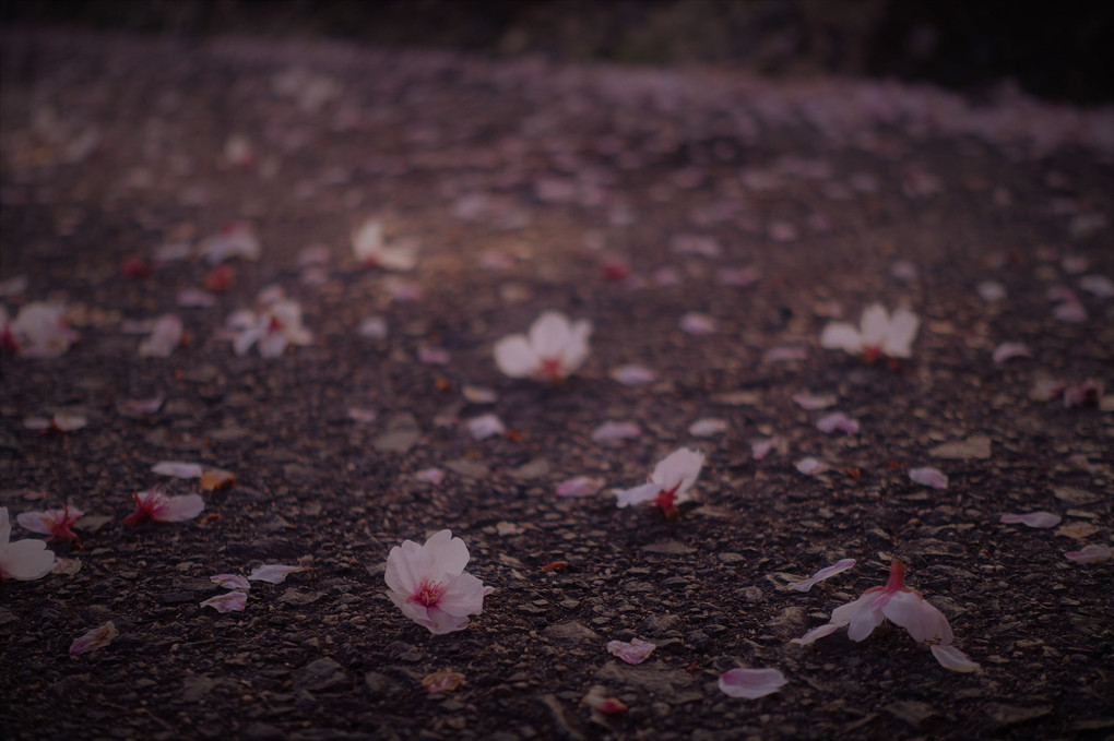 桜からのバトン