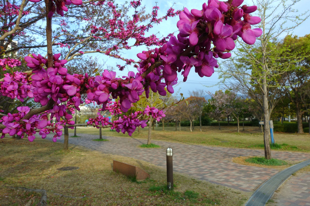 桜からのバトン