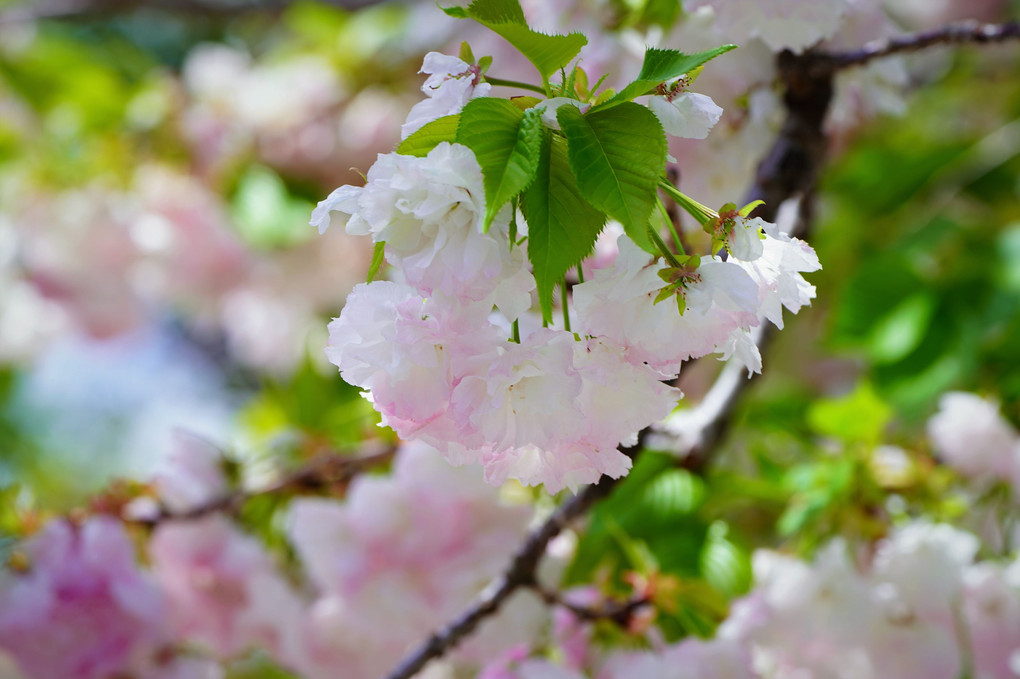 八重桜（広島造幣局）