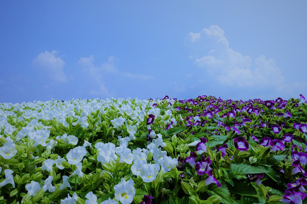 夏（和歌山）