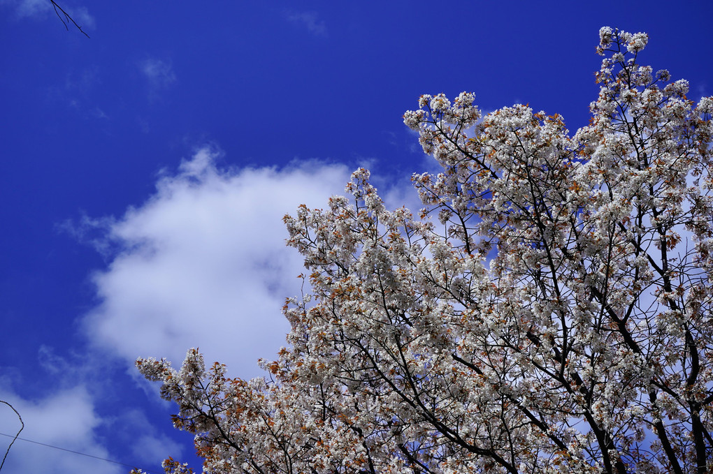 青空とお花