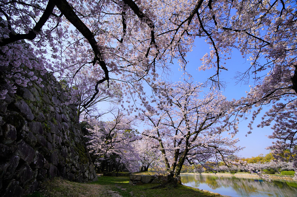 広島城の春