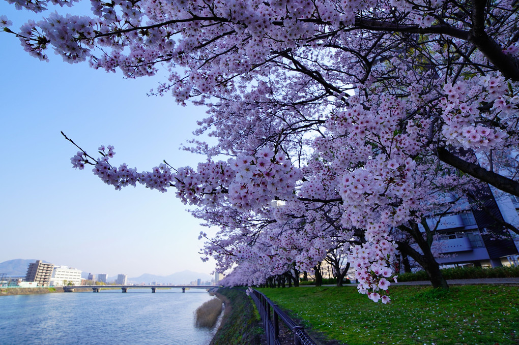 水辺の春風景（広島：太田川）