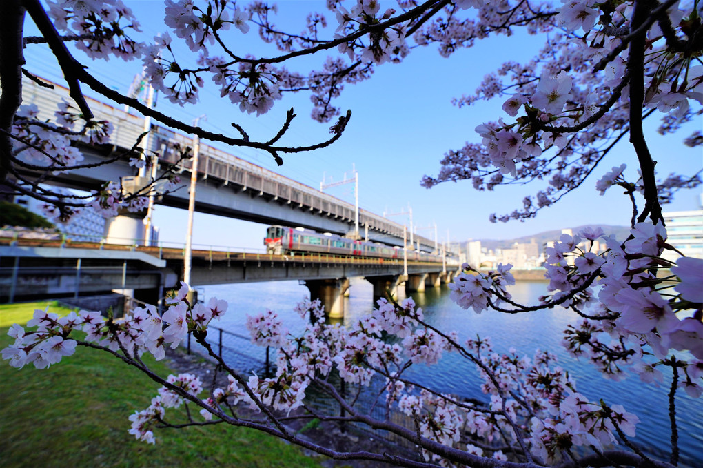 水辺の春風景（広島：太田川）