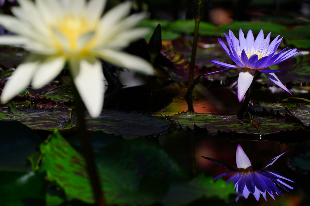 水辺の華（広島植物公園）