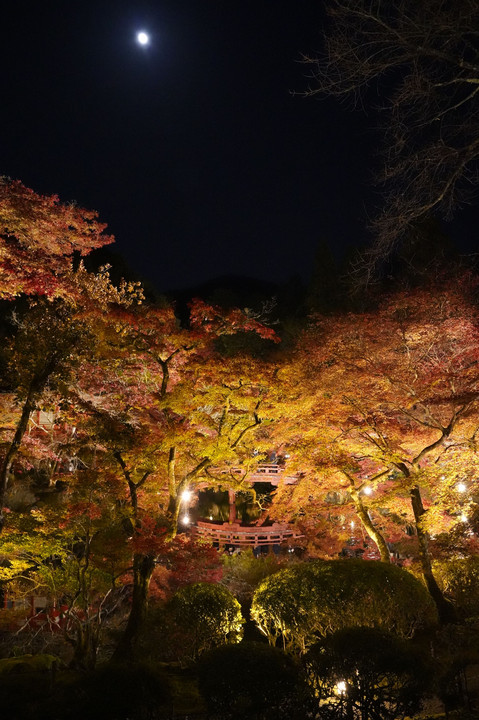 月を愛でる紅葉