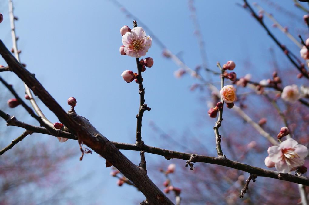 いなべ市農業公園梅まつり