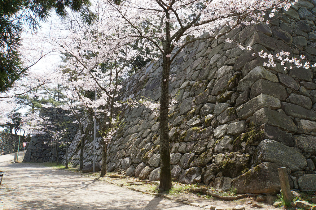 松阪城跡の春