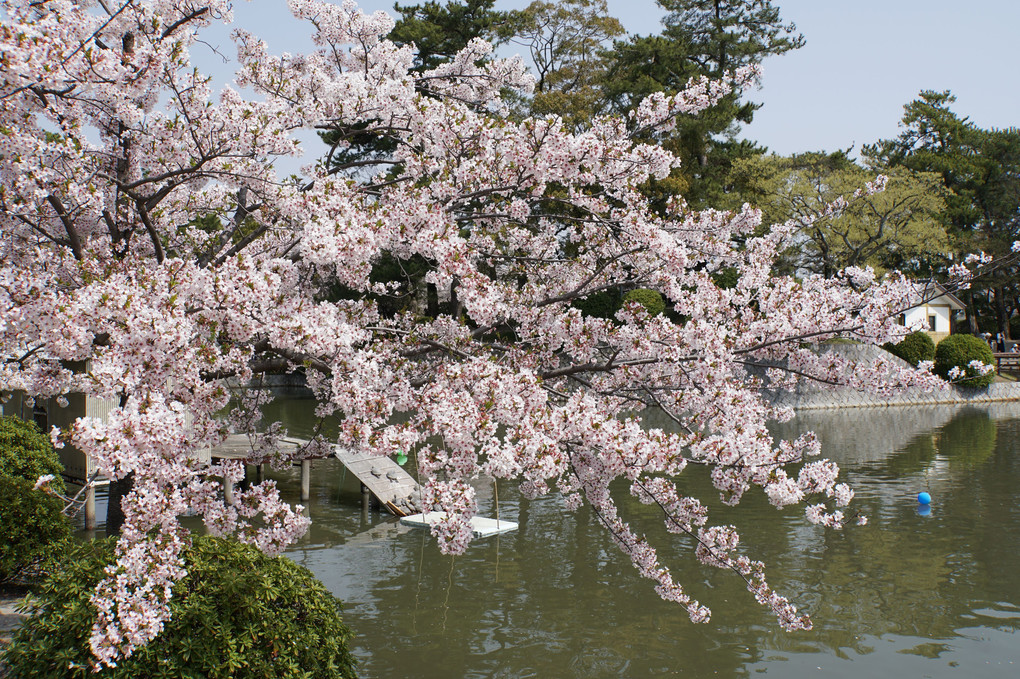 九華公園の春