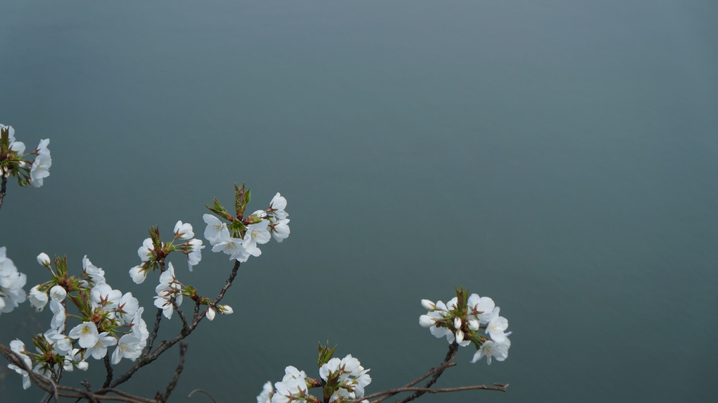 水辺の桜