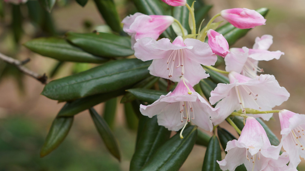 植物園　花いっぱい