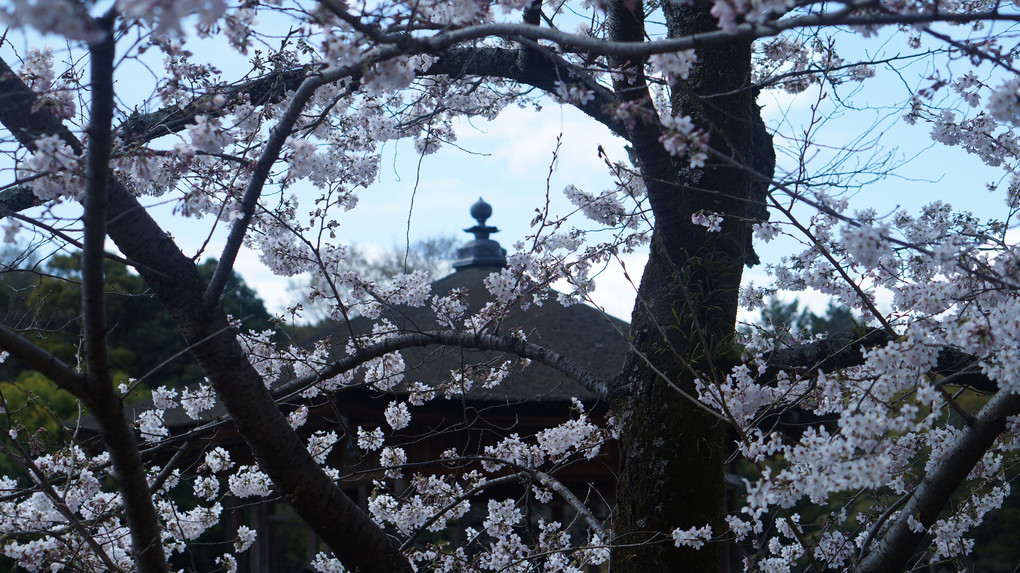 奈良　浮見堂　桜