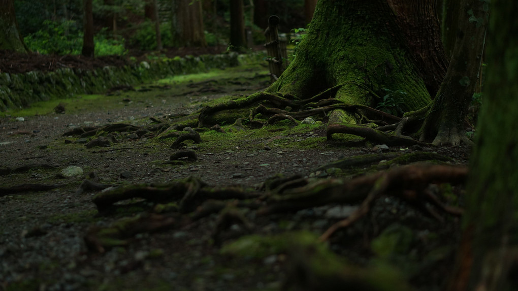 栂尾山高山寺