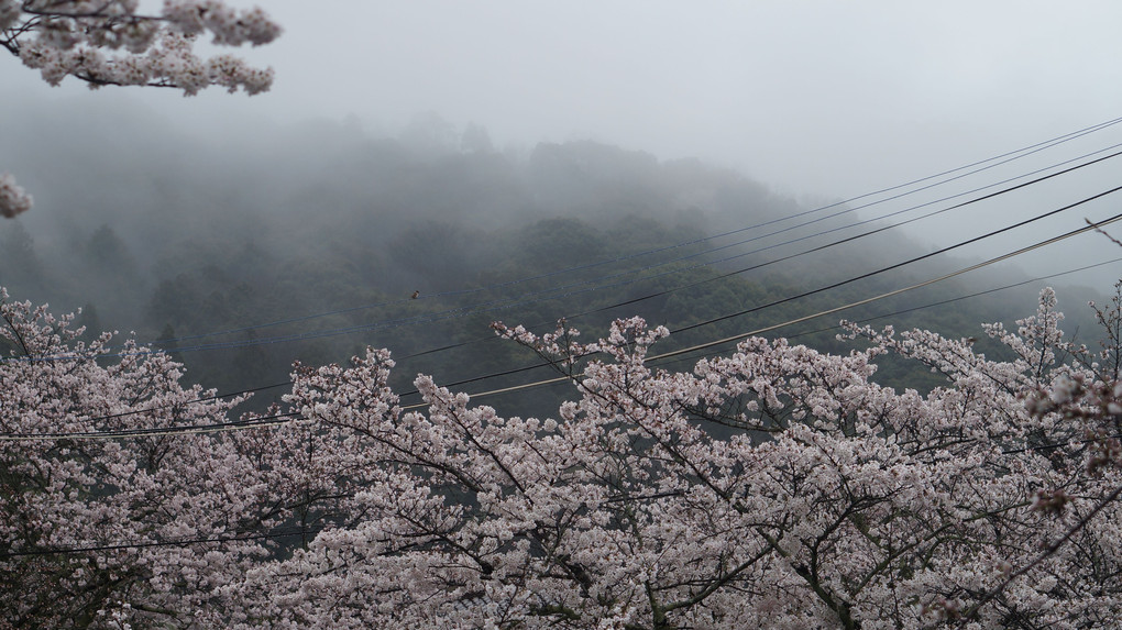 哲学の道の桜と靄に煙る東山と雀一羽