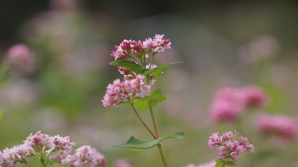 ソバの花